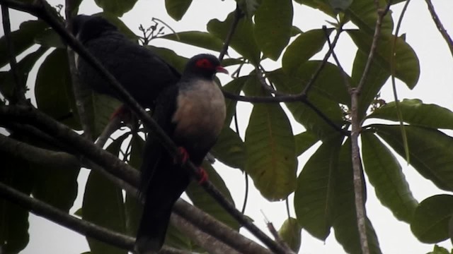 Papuan Mountain-Pigeon - ML201622461