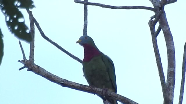 Claret-breasted Fruit-Dove - ML201622651