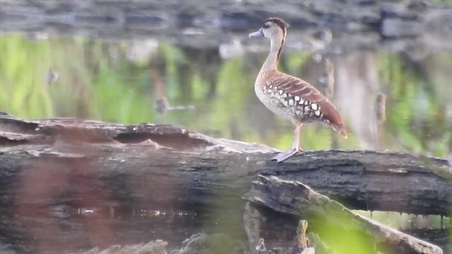 Spotted Whistling-Duck - ML201622811