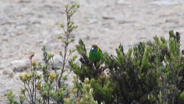 Painted Tiger-Parrot (Snow Mountains) - ML201622961