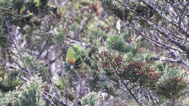 Painted Tiger-Parrot (Snow Mountains) - ML201622991