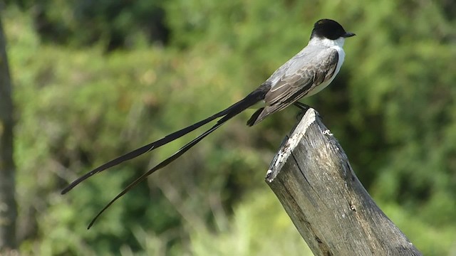 Fork-tailed Flycatcher (savana) - ML201623141
