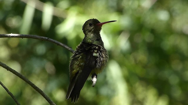 Gilded Hummingbird - ML201623201