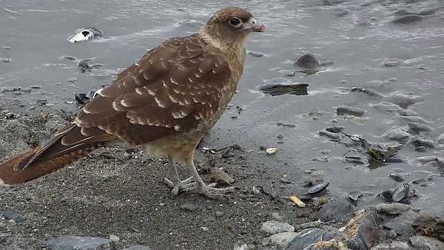  - Chimango Caracara