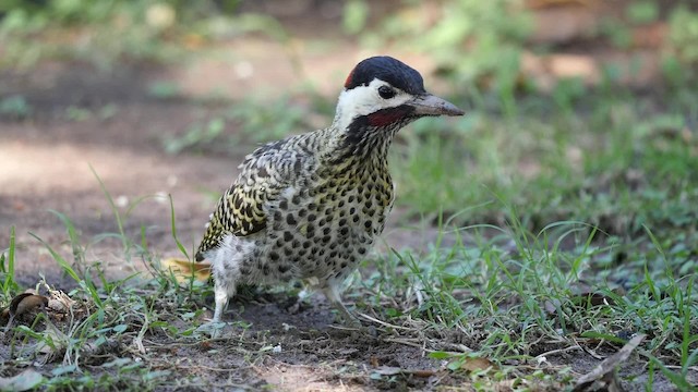 Green-barred Woodpecker (Golden-breasted) - ML201623441