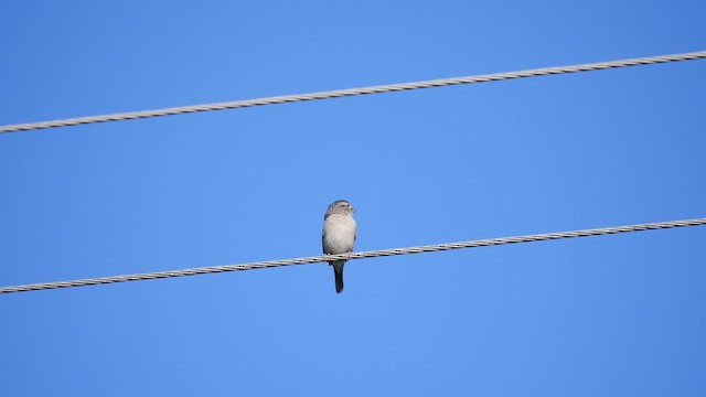 Grassland Sparrow - ML201623461