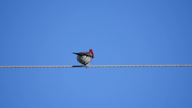 Red-crested Cardinal - ML201623481