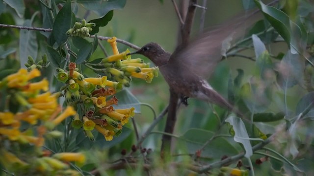 Giant Hummingbird - ML201623601