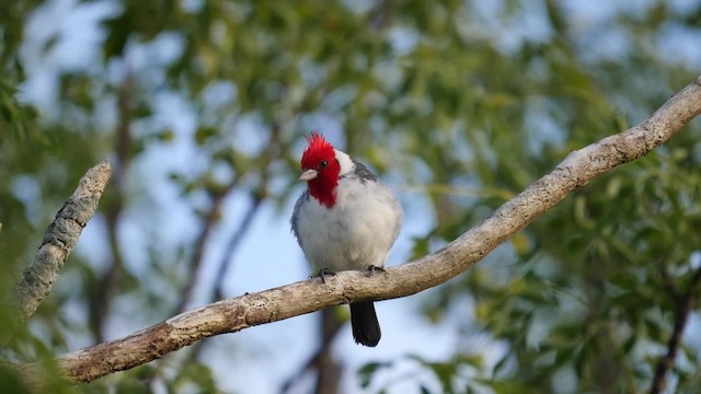 Red-crested Cardinal - ML201623681