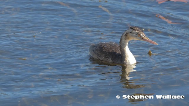 Great Crested Grebe - ML201623851