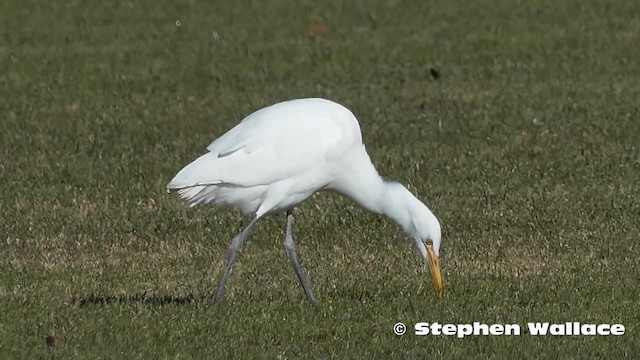  - Eastern Cattle-Egret