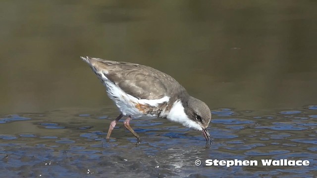Red-kneed Dotterel - ML201624011