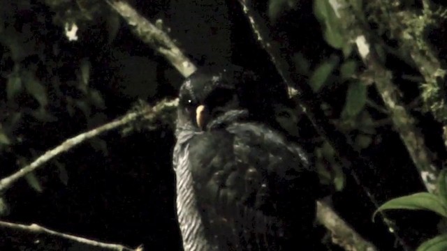 Black-banded Owl (San Isidro) - ML201624181