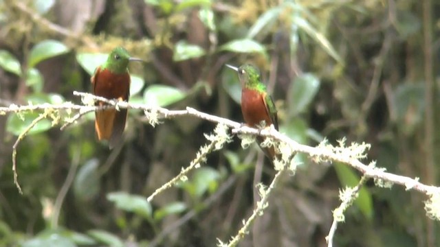 kolibřík peruánský - ML201624291