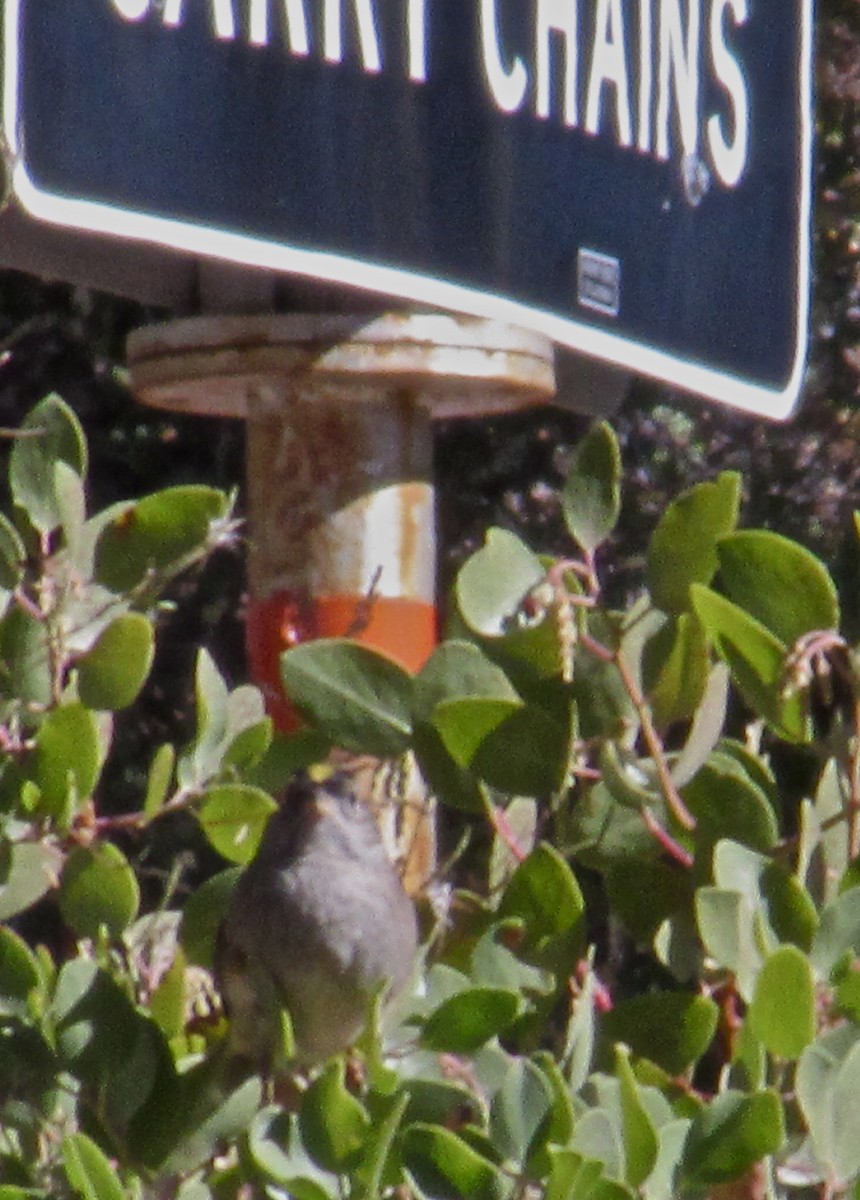 Golden-crowned Sparrow - ML20162431