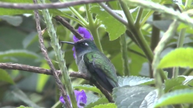 Violet-headed Hummingbird - ML201624311
