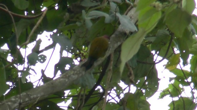 Yellow-vented Woodpecker - ML201624331