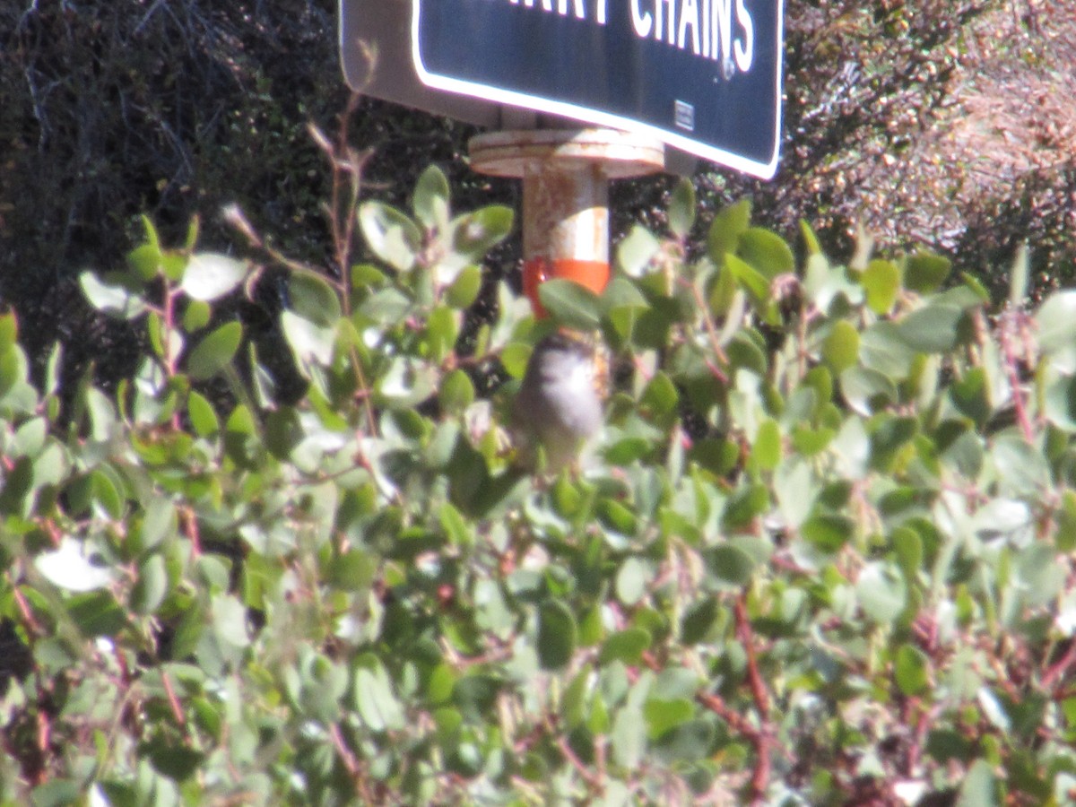 Golden-crowned Sparrow - ML20162441
