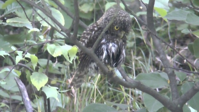 Collared Owlet - ML201624501