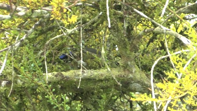  - Blue-capped Ifrita