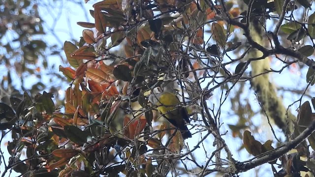  - Lorentz's Whistler