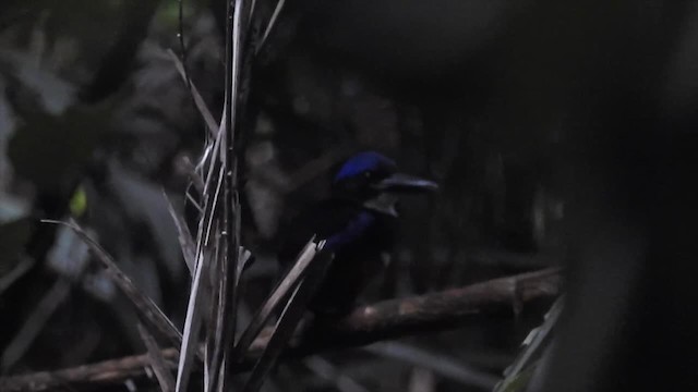Blue-black Kingfisher - ML201624931