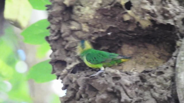 Буроголовый карликовый попугайчик - ML201624941