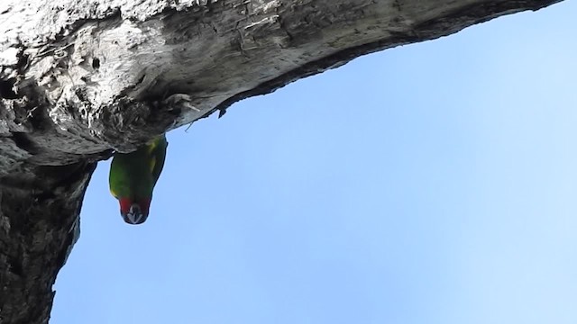 Краснощёкий фиговый попугайчик [группа diophthalma] - ML201624961