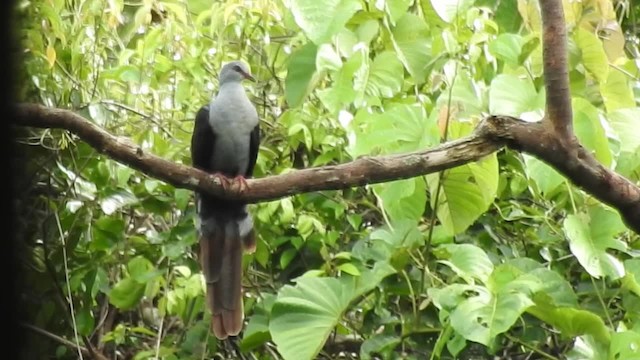Great Cuckoo-Dove - ML201624991