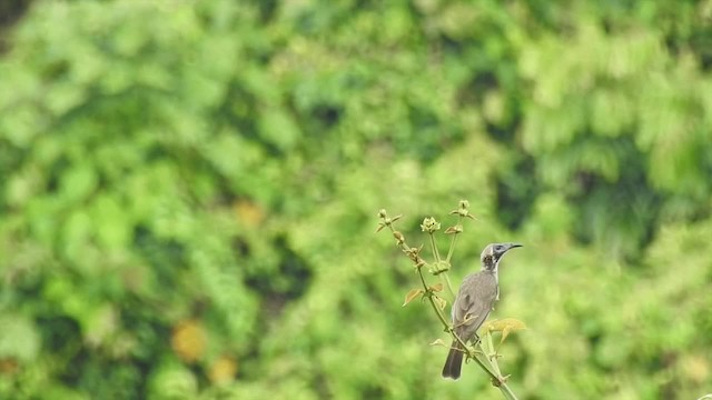 Helmeted Friarbird (New Guinea) - ML201625001