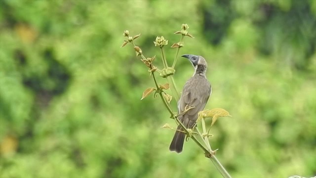 Helmeted Friarbird (New Guinea) - ML201625011