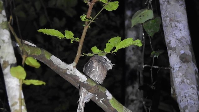 Marbled Frogmouth (Marbled) - ML201625081