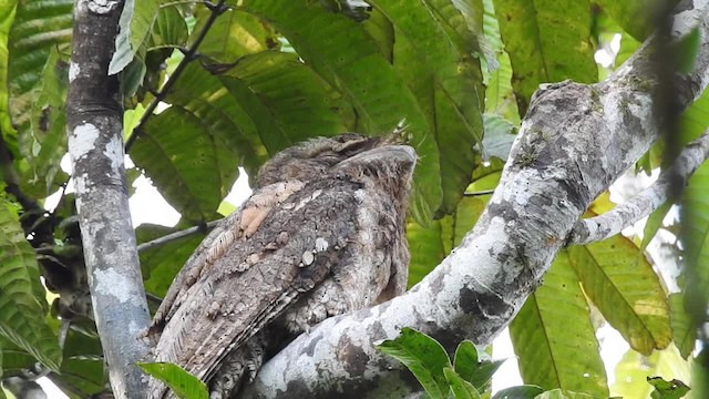 Papuan Frogmouth - ML201625131