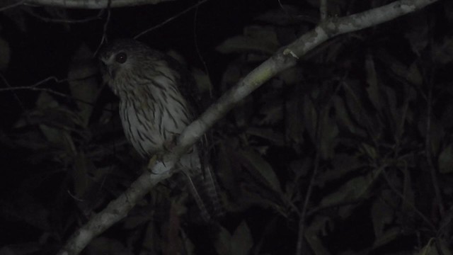 Papuan Owl - ML201625141