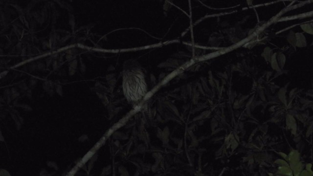 Папуанская сова - ML201625151