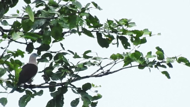 holub límcový - ML201625341