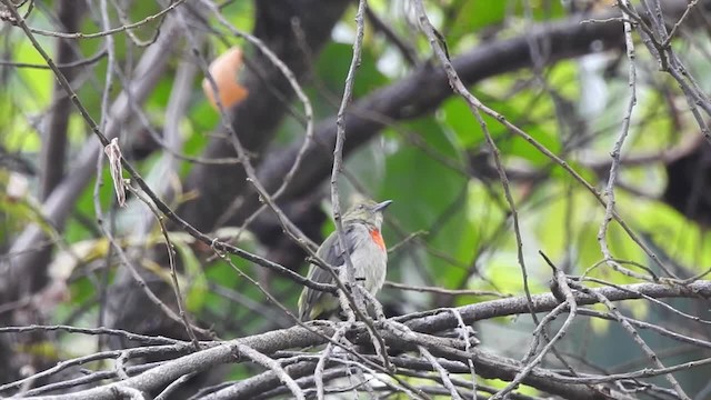 Olive-crowned Flowerpecker - ML201625391