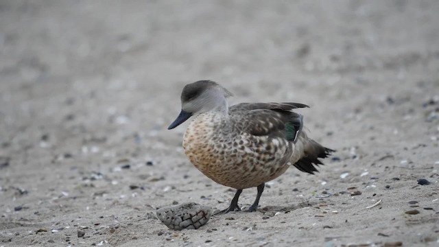  - Crested Duck
