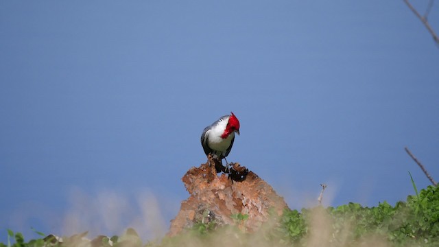 Red-crested Cardinal - ML201625511