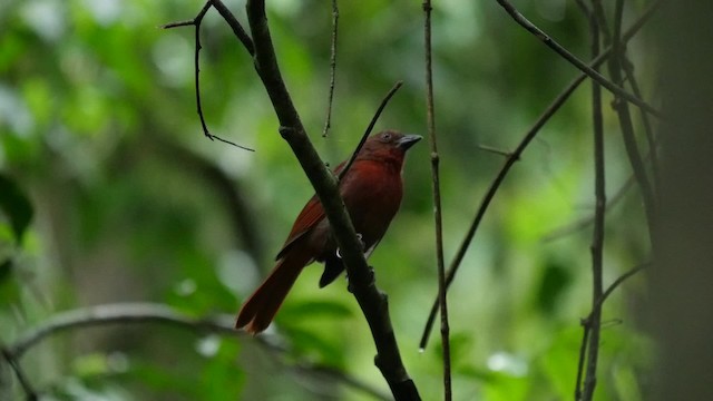 Red-crowned Ant-Tanager (Red) - ML201625571