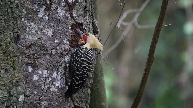 Blond-crested Woodpecker - ML201625591