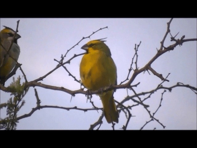 Yellow Cardinal - ML201626071