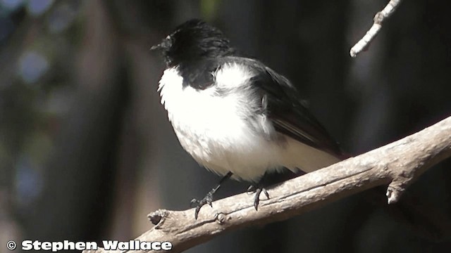 Willie-wagtail - ML201626271