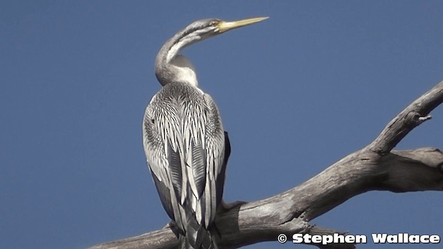  - Australasian Darter