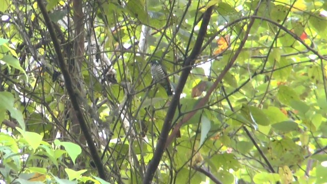 White-eared Bronze-Cuckoo - ML201626521