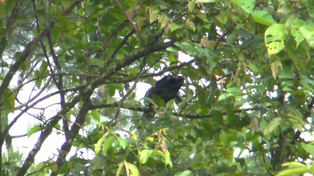 Новогвинейская ворона - ML201626541