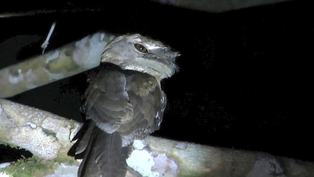 Marbled Frogmouth (Marbled) - ML201626581