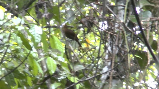 Papuan Babbler - ML201626601