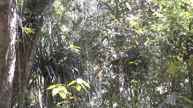Cassican des mangroves - ML201626691