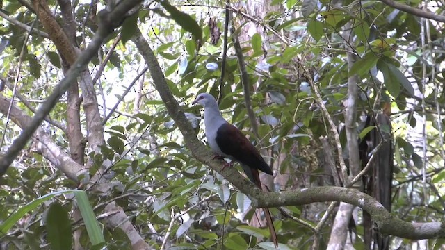 Great Cuckoo-Dove - ML201626711